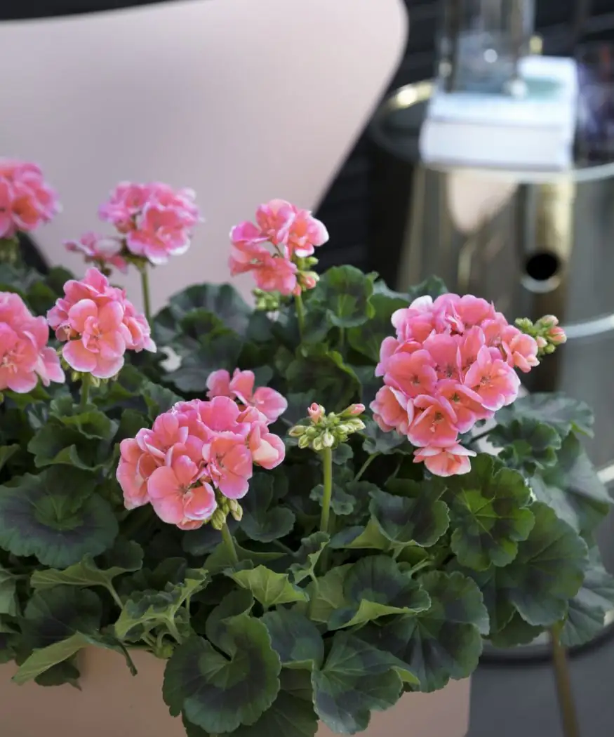geranium flower buds close-up