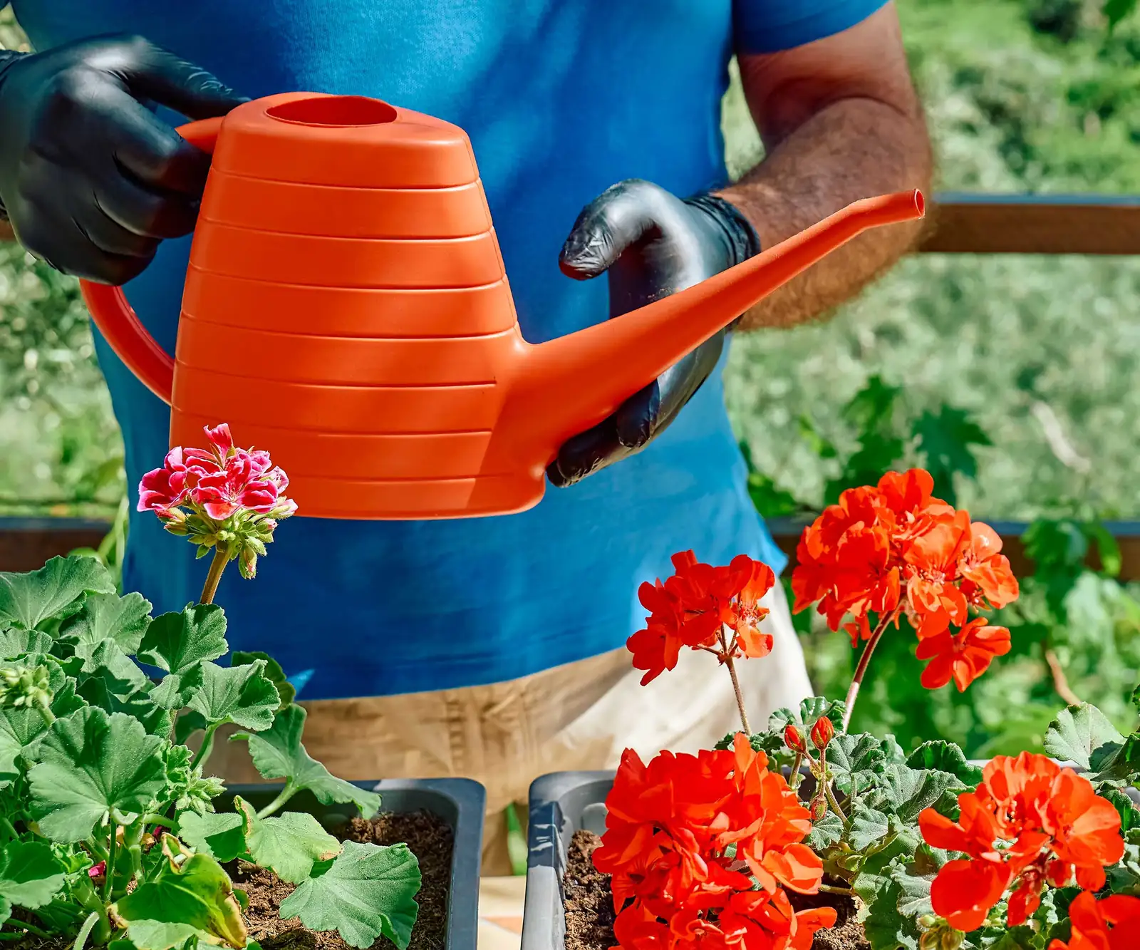 potted geranium flush watering