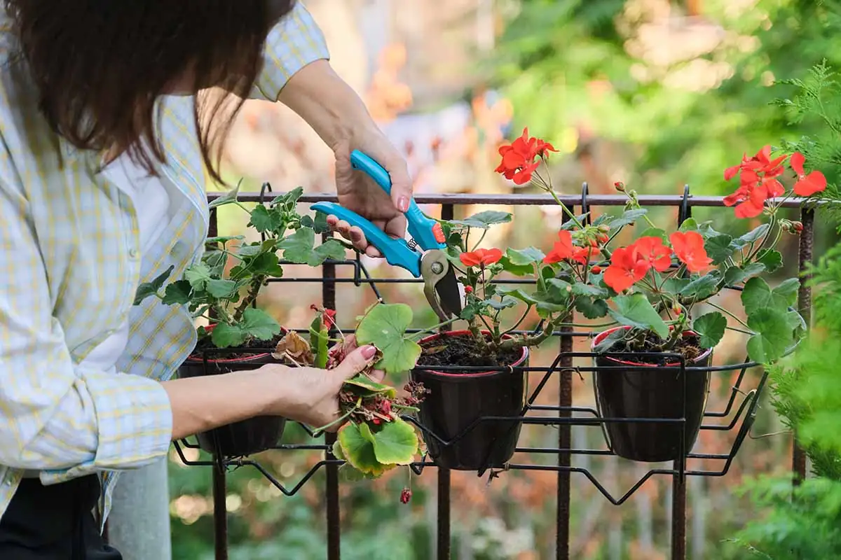 zonal geranium hard pruning stems