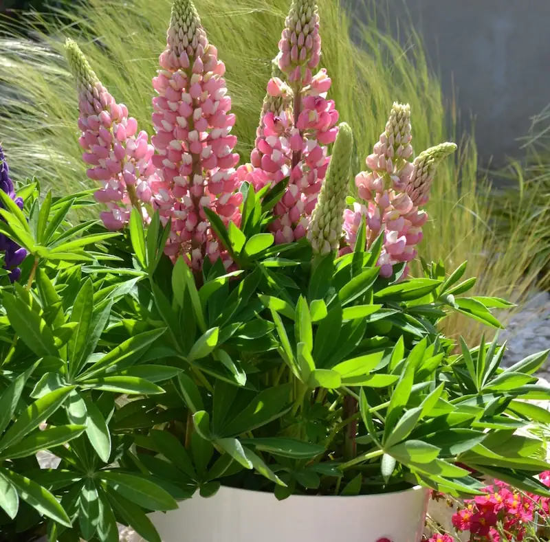 lupine taproot deep pot