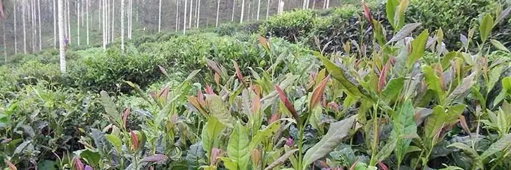 花语考据｜“母亲花”如何诞生：鲁冰花的花语源流、台湾茶园故事与母亲节记忆
