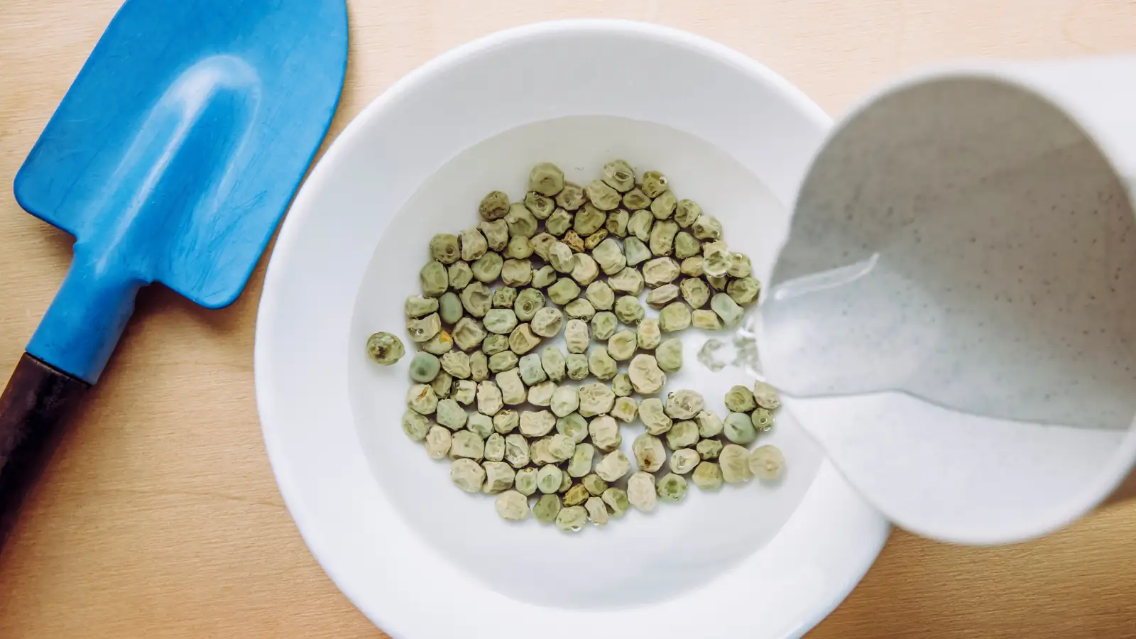 lupine seeds soaking bowl
