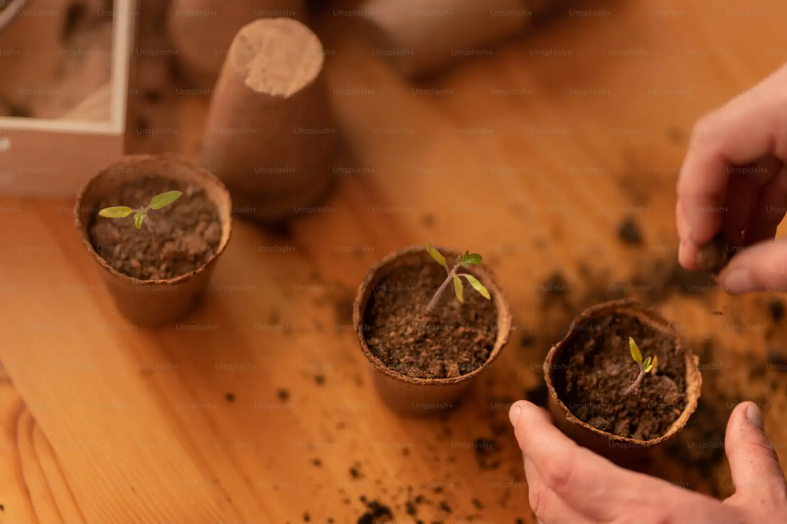 lupine seedlings plug tray