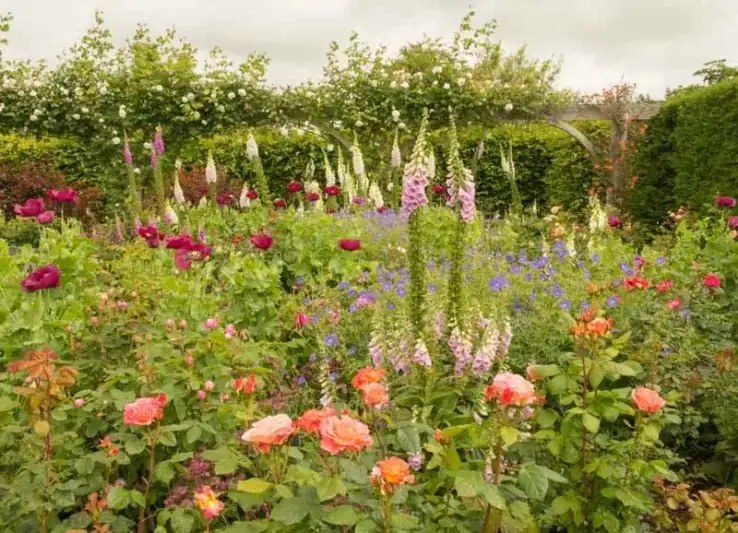 lupine roses delphinium foxglove border