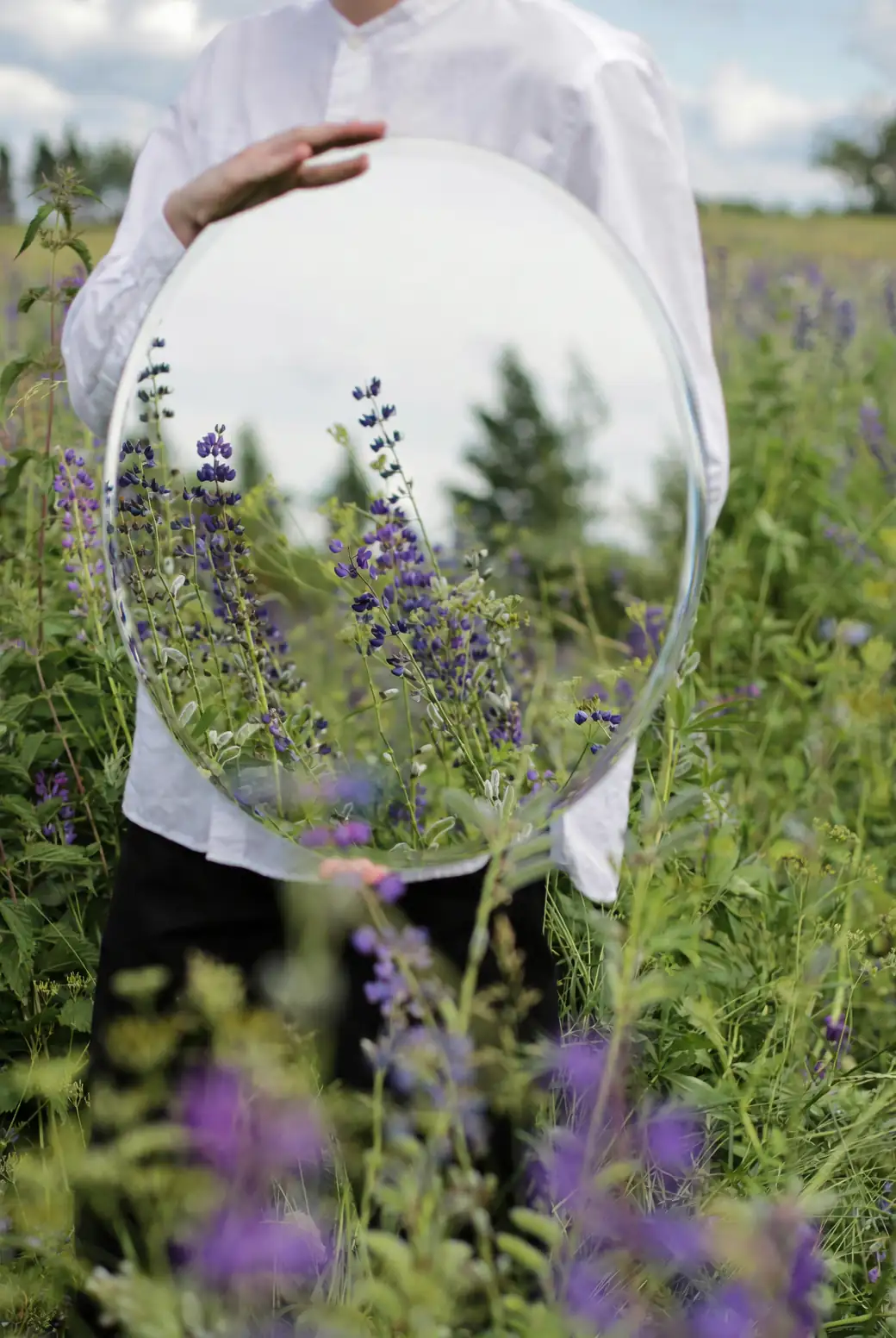 lupine cut flower in vase