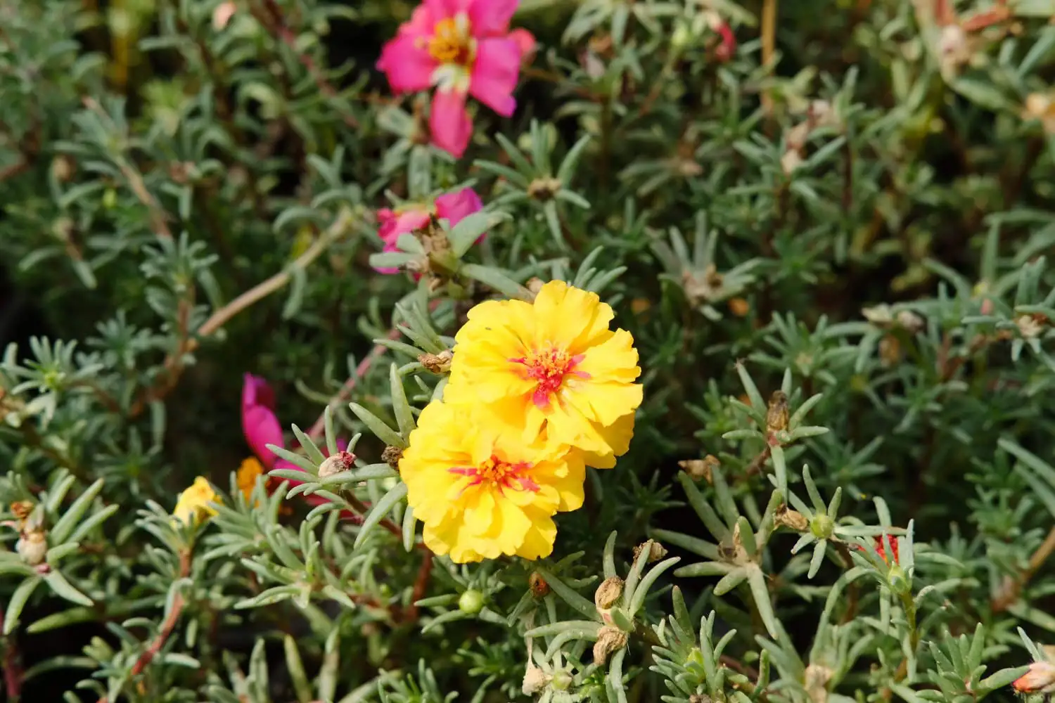 मॉस रोज़ (Portulaca grandiflora) — वातावरण में