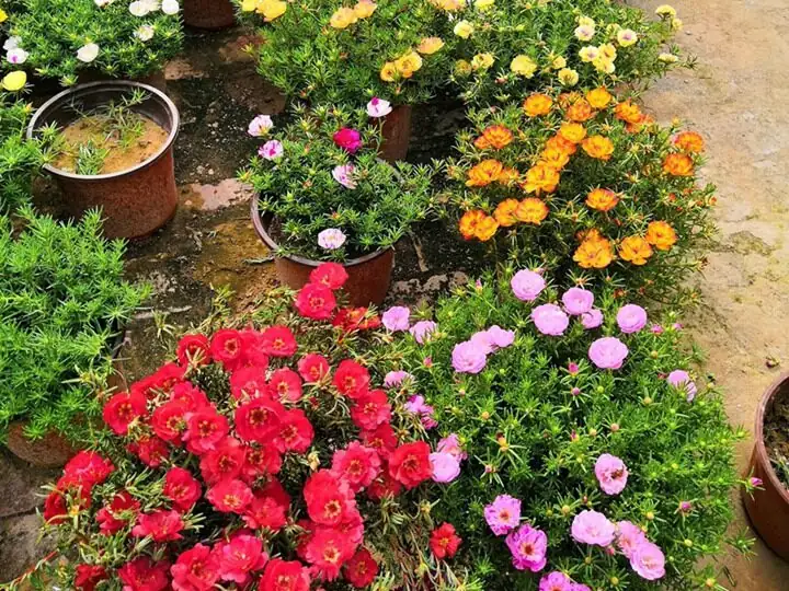मॉस रोज़ (Portulaca grandiflora) — अतिरिक्त दृश्य