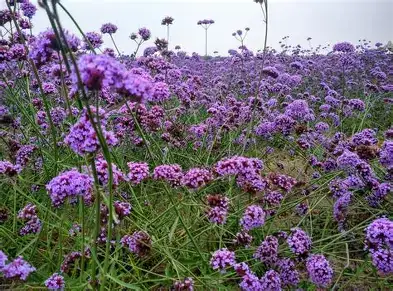 马鞭草 (Verbena officinalis L.) — 更多视角