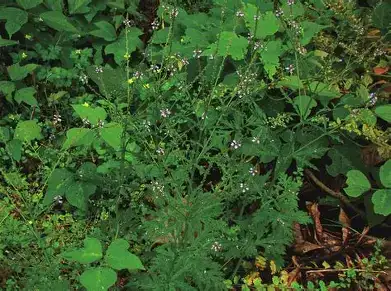 马鞭草 (Verbena officinalis L.) — 更多视角