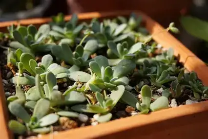 Dunce Cap Succulent (Orostachys furusei) — gros plan