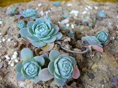 Dunce Cap Succulent (Orostachys furusei) — en situation