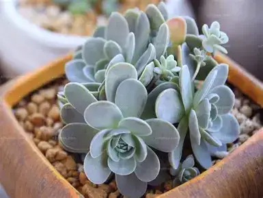 Dunce Cap Succulent (Orostachys furusei) — vue supplémentaire