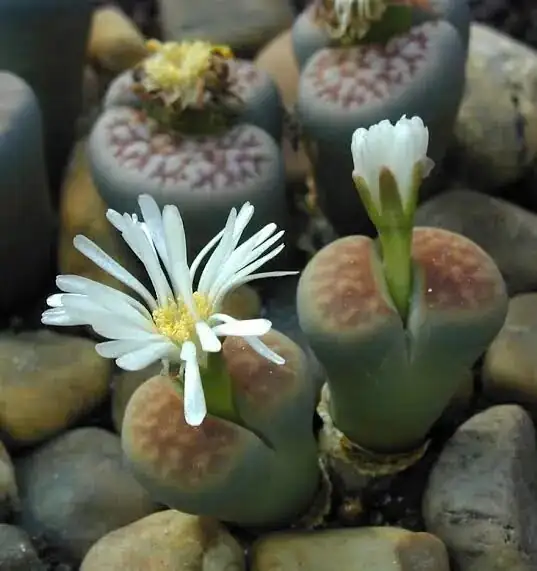 生石花 (Lithops spp.) — 环境展示