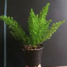 非洲天门冬 (Asparagus densiflorus) — 细节