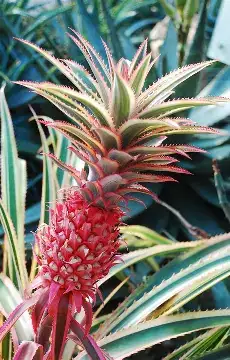 艳凤梨 (Bromeliaceae (ornamental bromeliads; commonly Guzmania, Vriesea, Aechmea and related genera)) — 特写