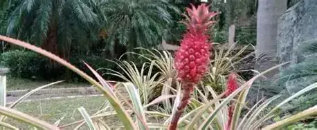 艳凤梨 (Bromeliaceae (ornamental bromeliads; commonly Guzmania, Vriesea, Aechmea and related genera)) — 环境展示