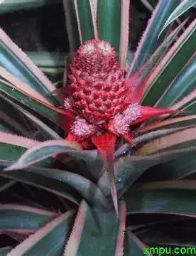 艳凤梨 (Bromeliaceae (ornamental bromeliads; commonly Guzmania, Vriesea, Aechmea and related genera)) — 更多视角