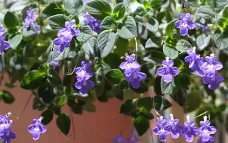 海角苣苔 (Streptocarpus) — 更多视角