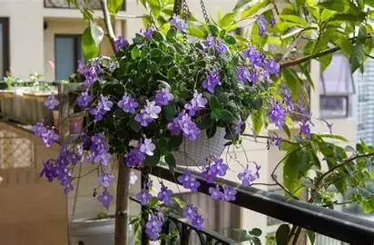 海角苣苔 (Streptocarpus) — 特写