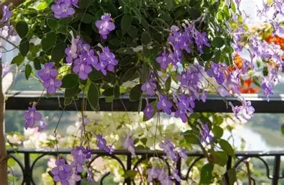 海角苣苔 (Streptocarpus) — 环境展示