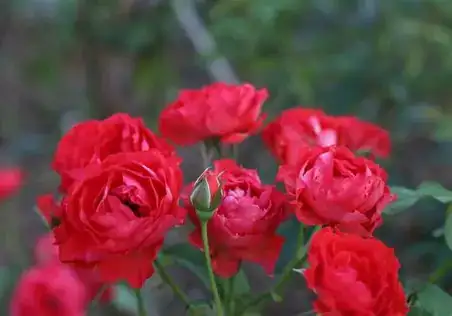 月季 (Rosa chinensis) — 特写