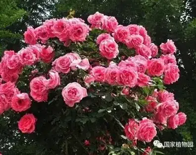 月季 (Rosa chinensis) — 环境展示