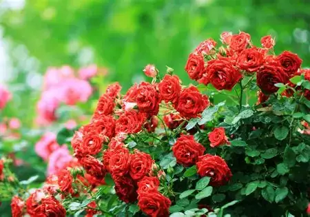 月季 (Rosa chinensis) — 更多视角
