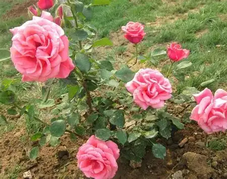 月季 (Rosa chinensis) — 更多视角