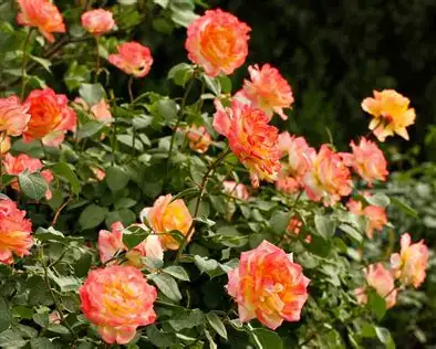 月季 (Rosa chinensis) — 更多视角