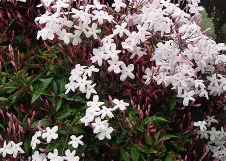 多花素馨 (Jasminum polyanthum) — 细节