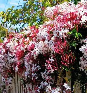 多花素馨 (Jasminum polyanthum) — 特写