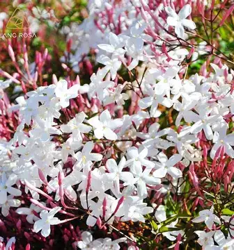 多花素馨 (Jasminum polyanthum) — 环境展示