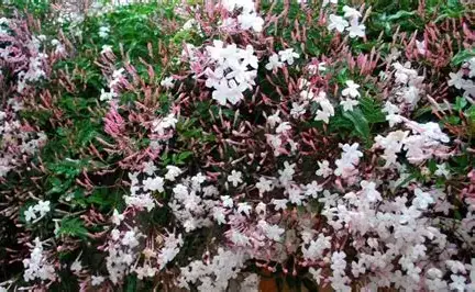 多花素馨 (Jasminum polyanthum) — 更多视角