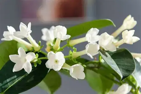多花黑鳗藤 (Stephanotis floribunda) — 特写