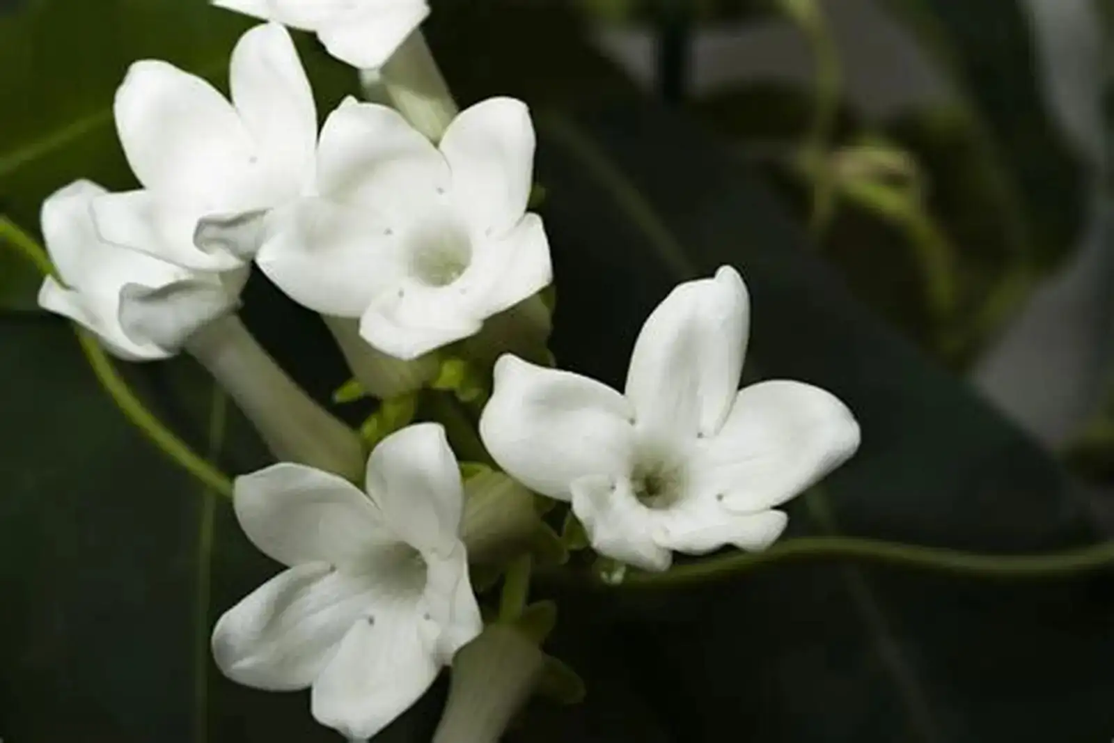 多花黑鳗藤 (Stephanotis floribunda) — 环境展示