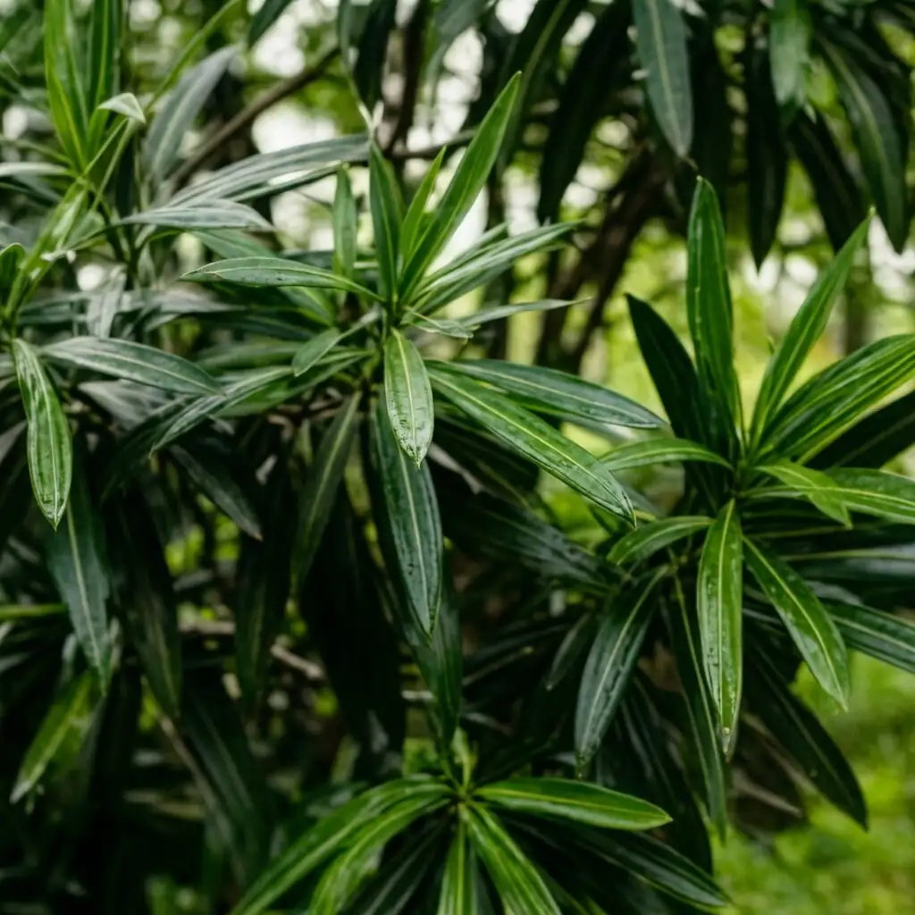 夹竹桃 (Nerium oleander) — 更多视角