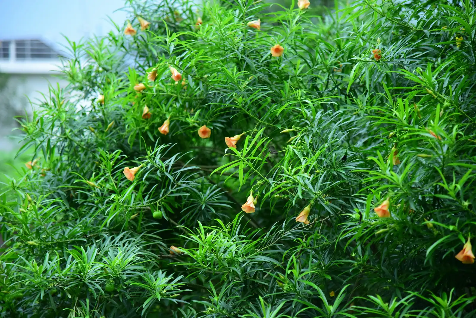 夹竹桃 (Nerium oleander) — 细节