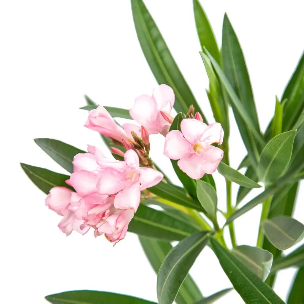 夹竹桃 (Nerium oleander) — 特写