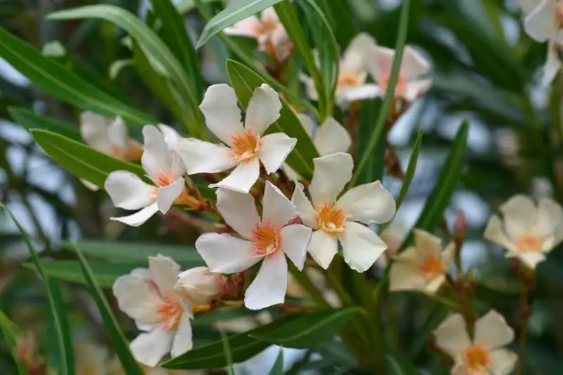 夹竹桃 (Nerium oleander) — 环境展示