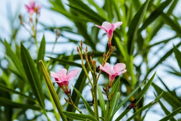 夹竹桃 (Nerium oleander) — 更多视角