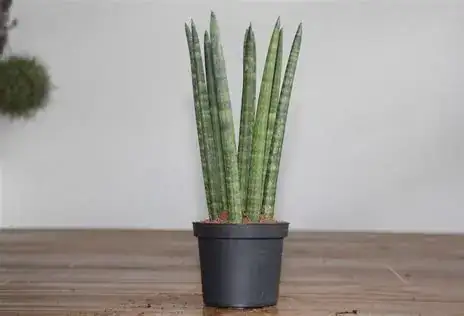 棒叶虎尾兰 (Dracaena angolensis) — 主图