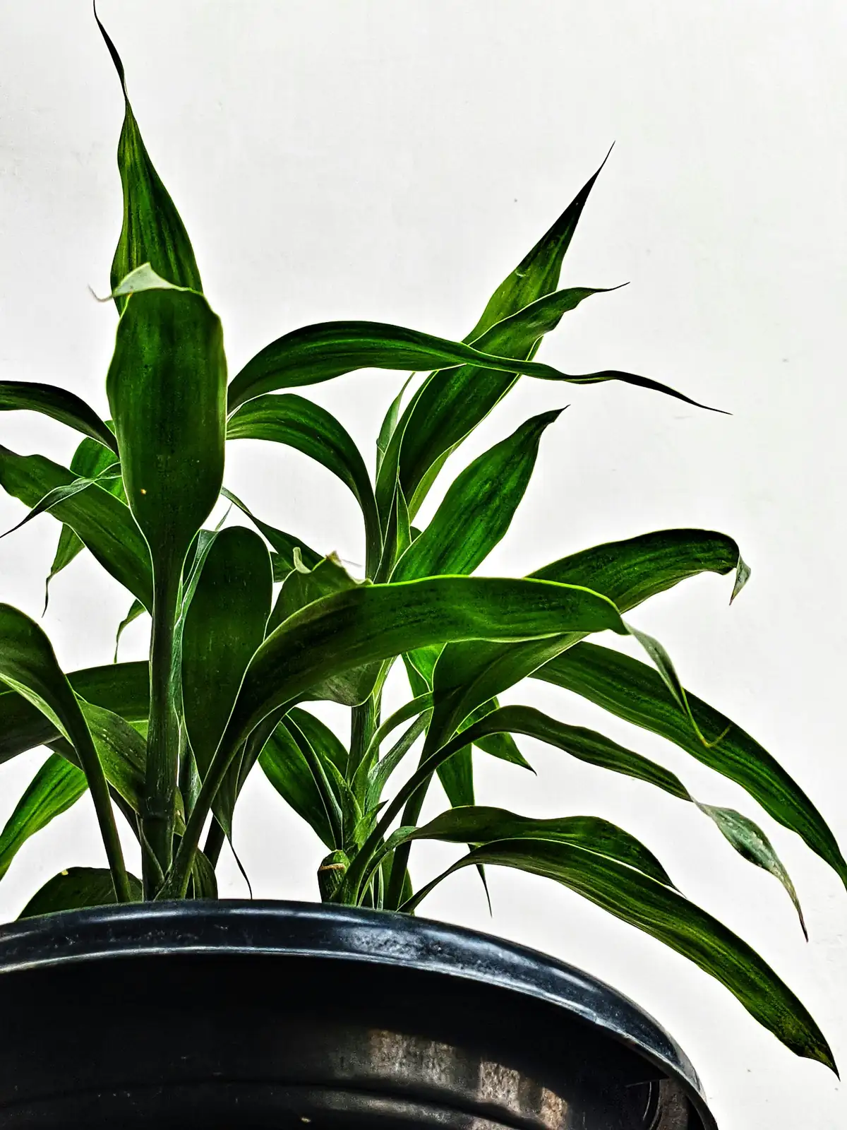 巴西木 (Dracaena fragrans) — 特写