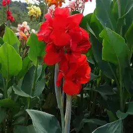 美人蕉 (Canna indica) — 环境展示
