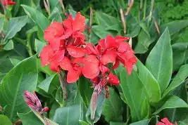 美人蕉 (Canna indica) — 更多视角
