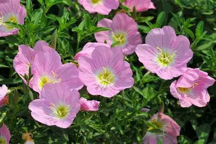 月见草 (Oenothera biennis) — 环境展示