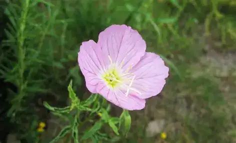 月见草 (Oenothera biennis) — 更多视角