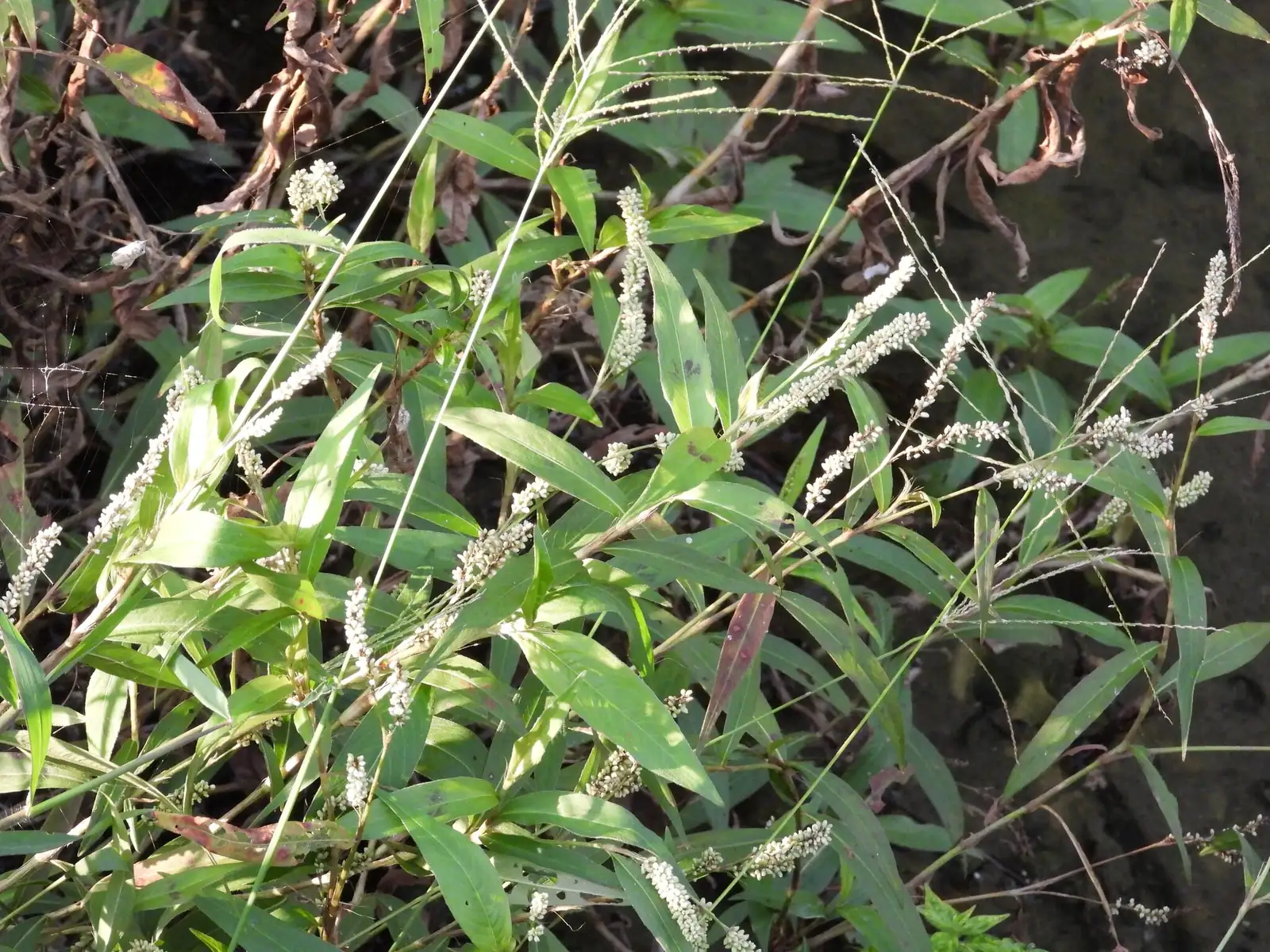 毛蓼 (Polygonum barbatum) — 更多视角