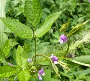 野大豆 (Glycine soja) — 特写