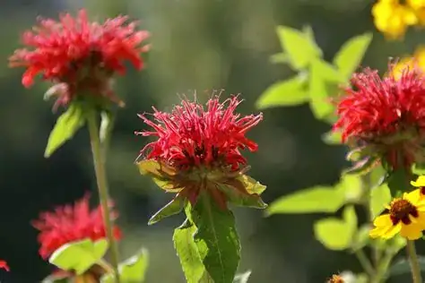 美国薄荷 (Monarda didyma) — 更多视角