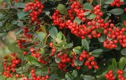 红豆树 (Ormosia hosiei) — 特写